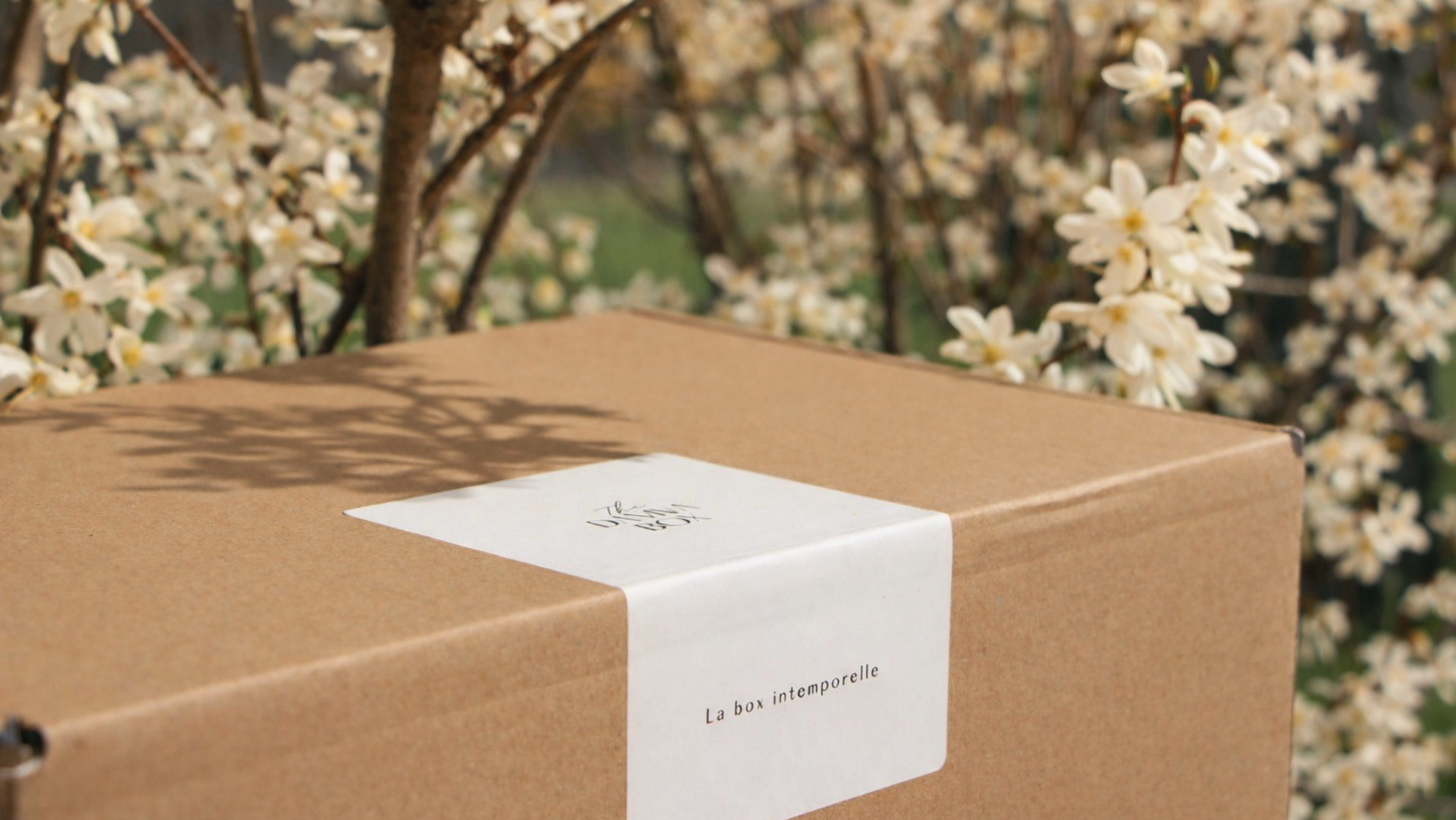 Caja Damva